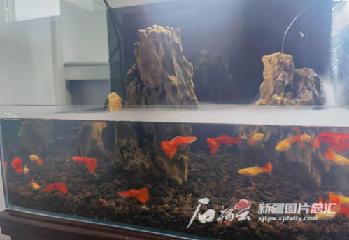 污水活性炭能用魚(yú)缸